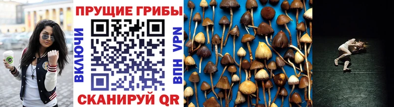 дарнет шоп  Ува  Галлюциногенные грибы Cubensis 